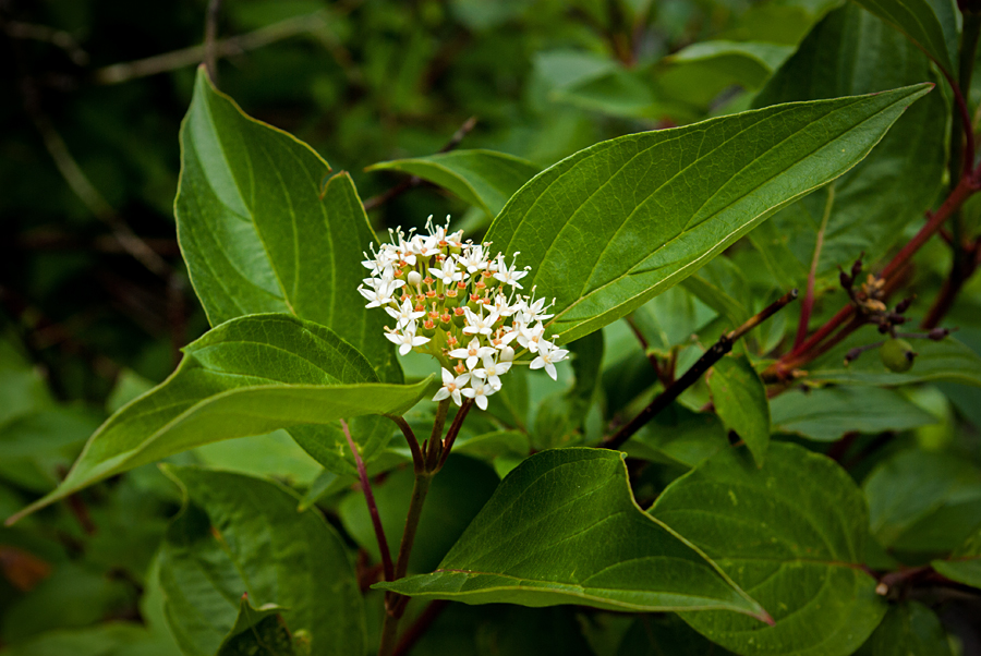 Red_osier Dogwood 7.jpg